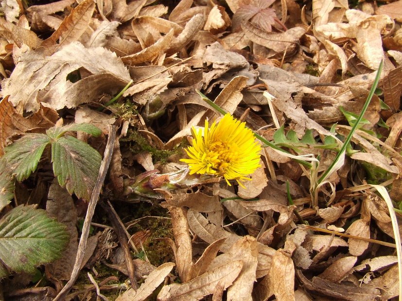 005 Tussilago Farfara